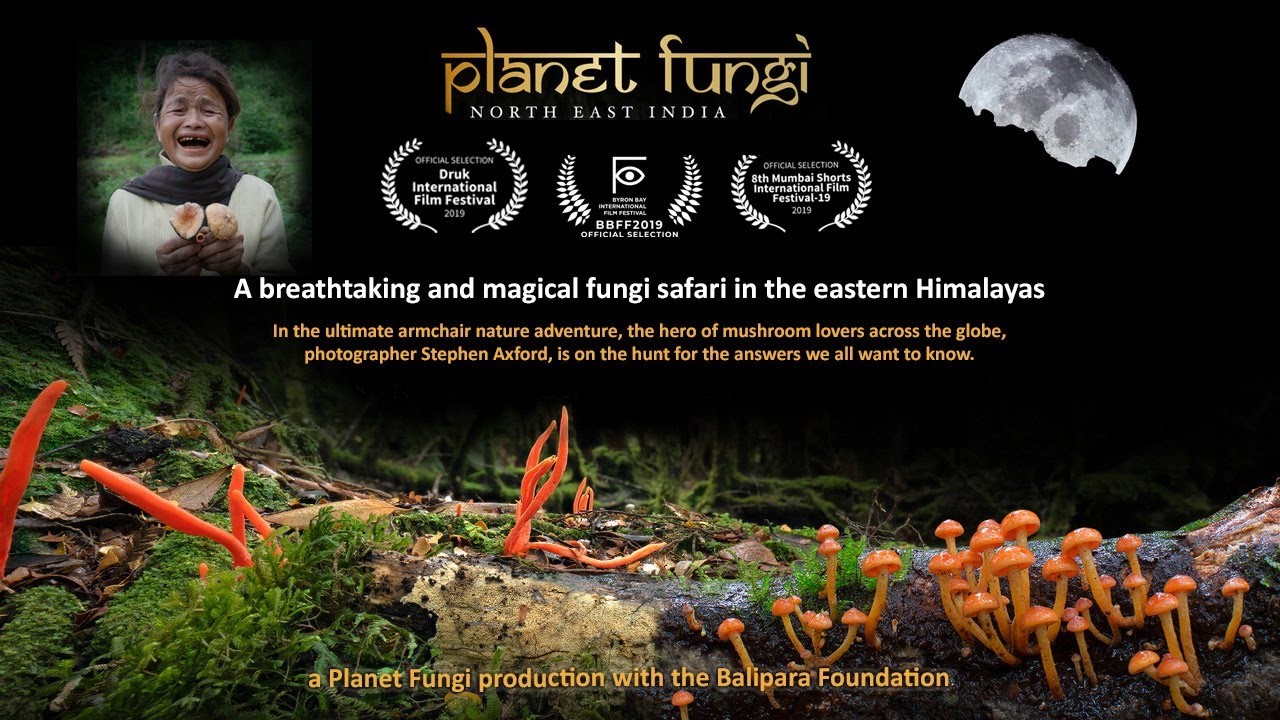 Planet Fungi